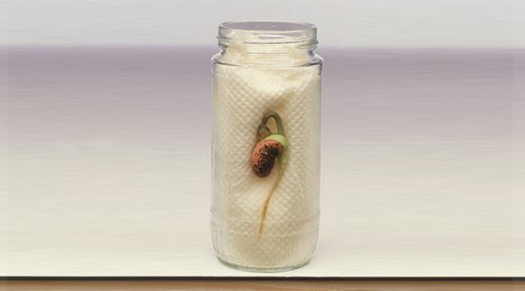 植物のライフサイクルを子供たちに