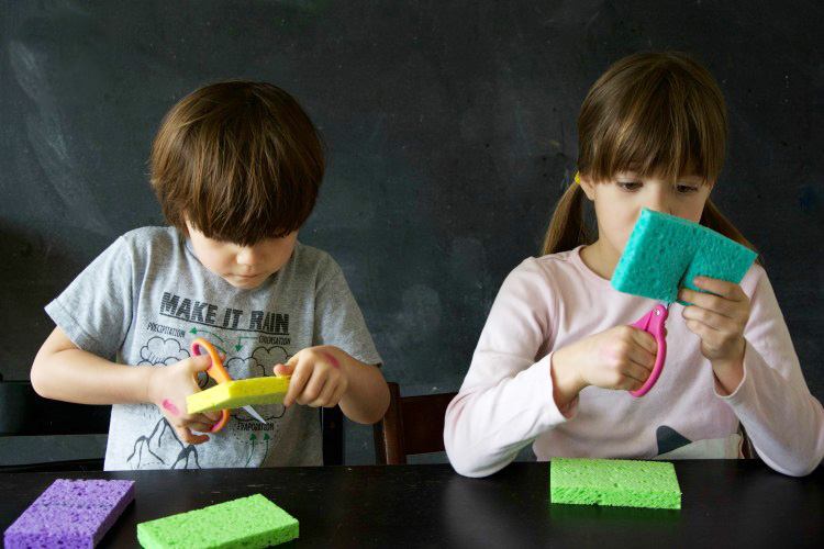 スポンジで発芽