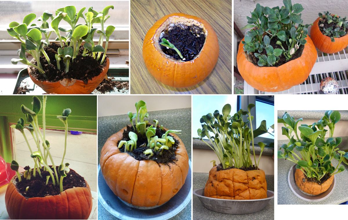 カボチャでの発芽