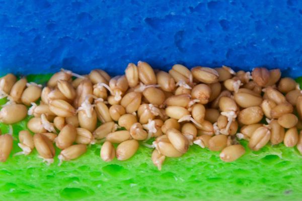 子供たちとの発芽プロジェクト