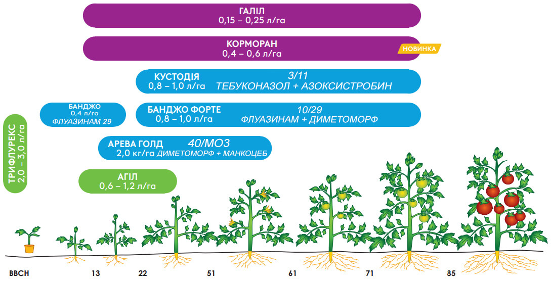 ADAMA의 토마토 스킴