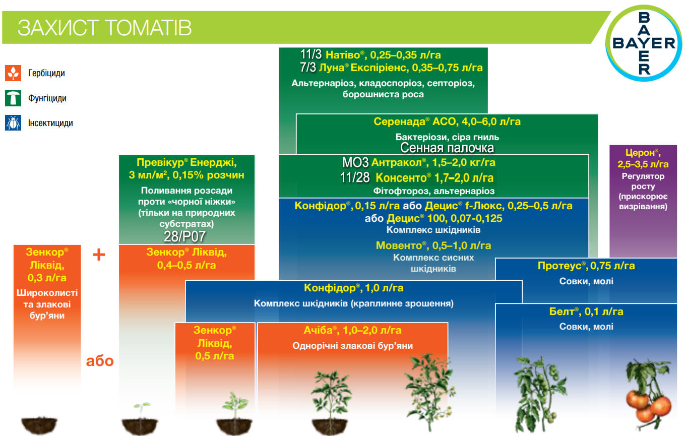 바이에르의 토마토 보호