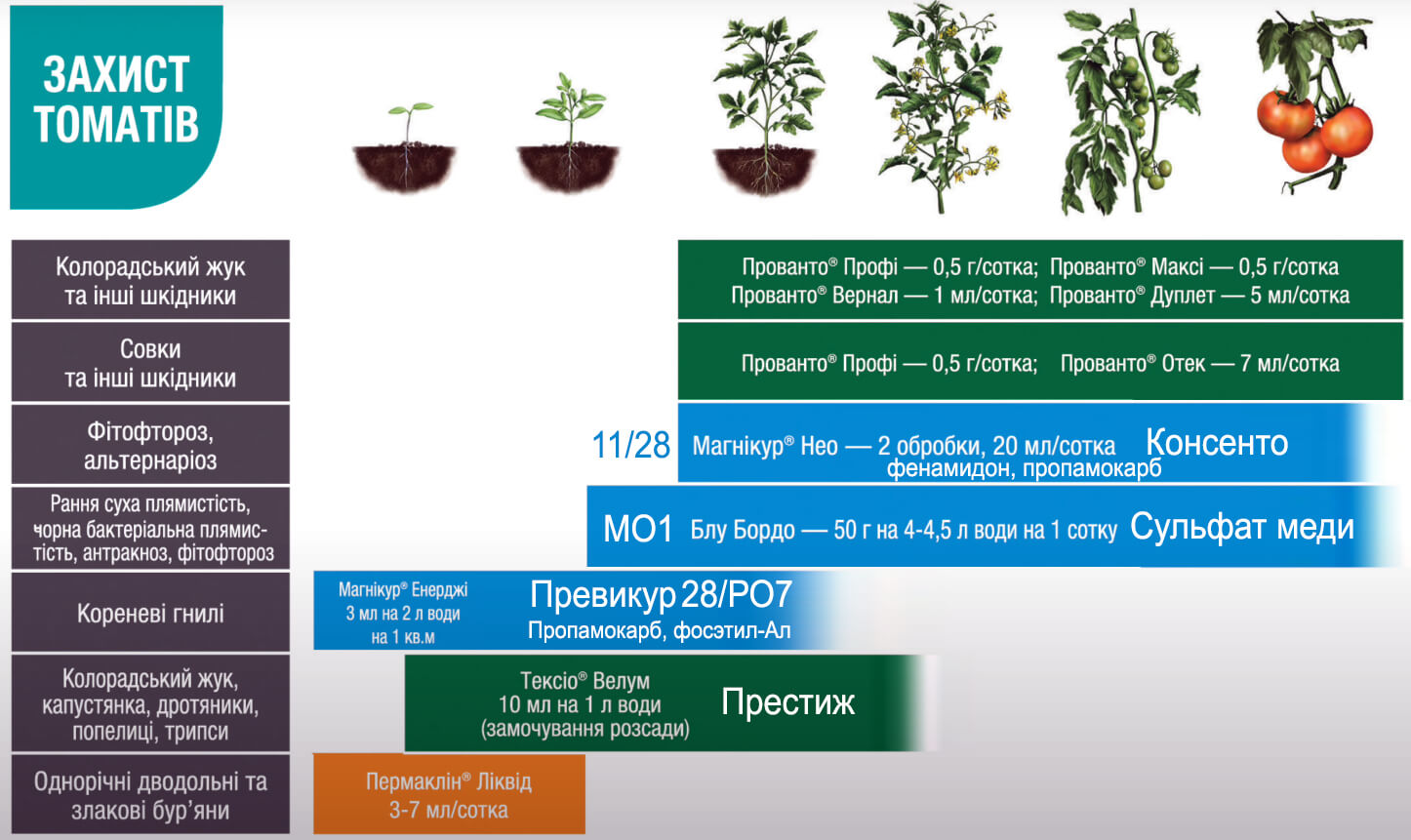 Protect Garden의 토마토