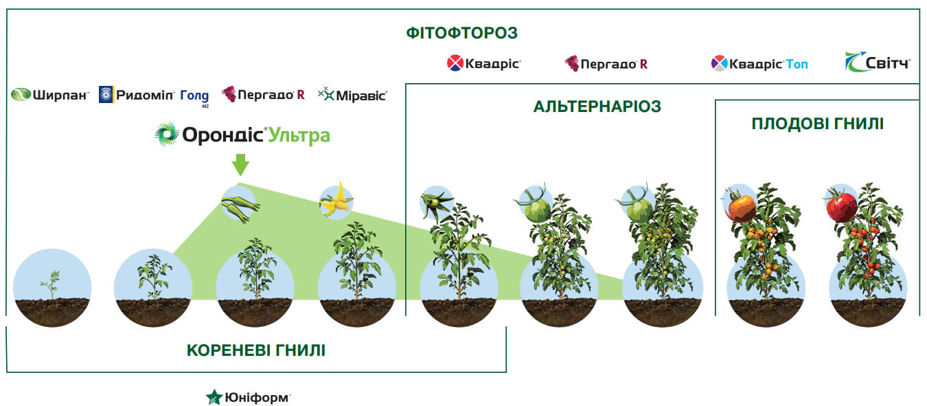 토마토 보호 스킴