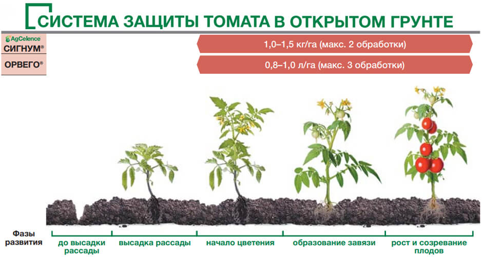 BASF의 새로운 토마토 보호 스킴