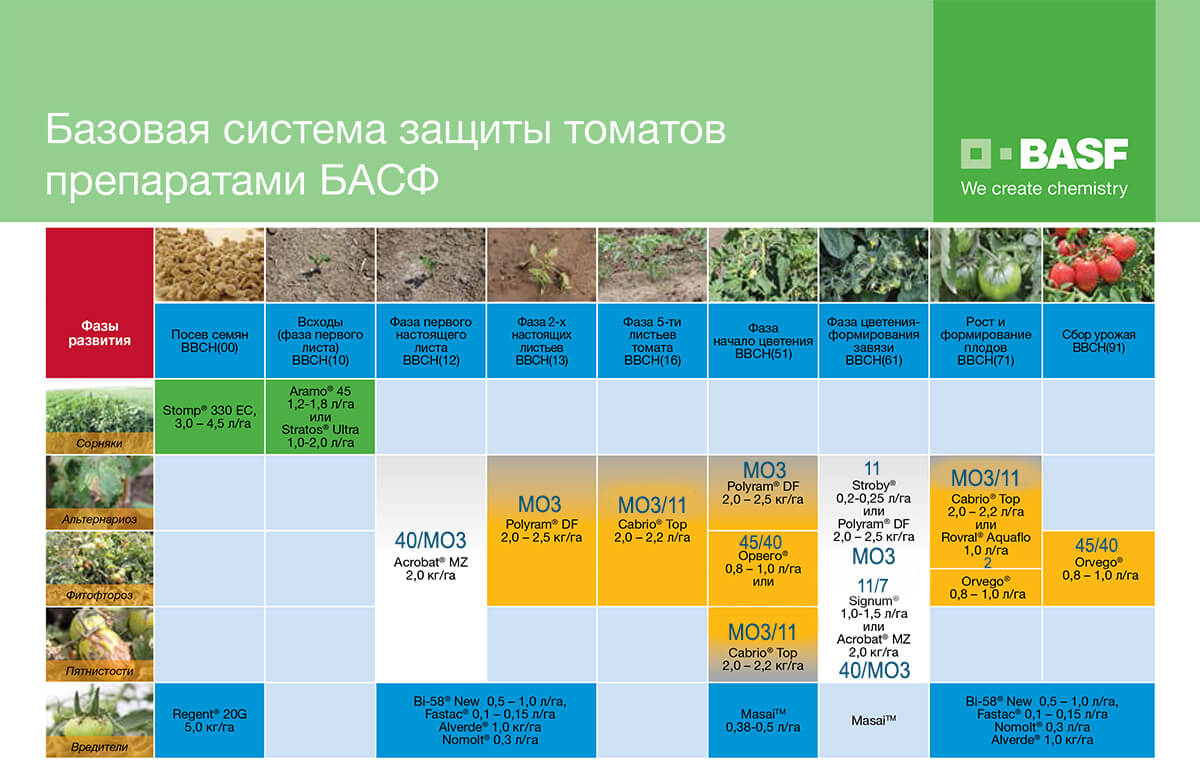 BASF의 토마토 보호