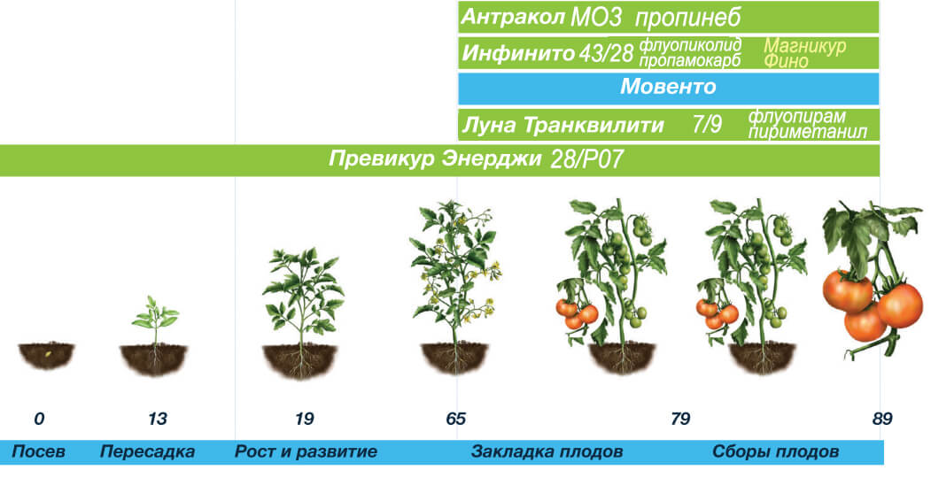 바이에르의 토마토