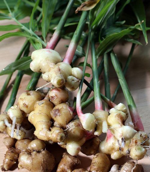 आल्याचे गुणधर्म आणि फायदे