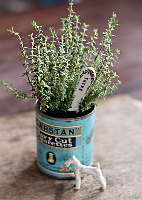 कॅनमधील तुलसी औषधीय तुलसी