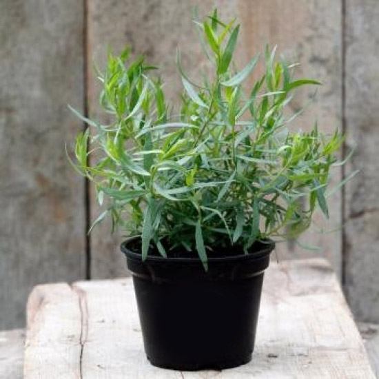 बियांच्या माध्यमाने टारखन वाढवणे