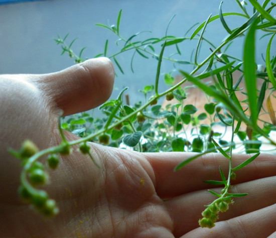 एस्ट्रागोनाचे फूल एस्ट्रागोनाचे फूल