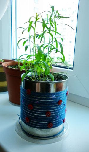 माझा टारखन पाटीत बिया वापरून टारखन वाढवणे