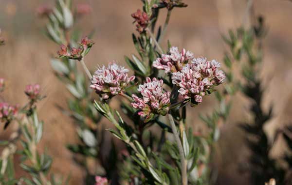 Buckwheat Siderat