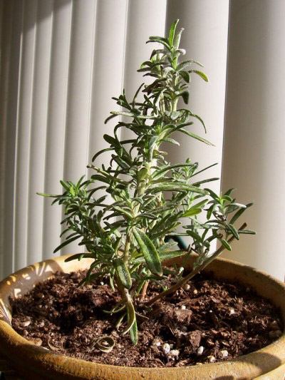 Rosemary dari benih