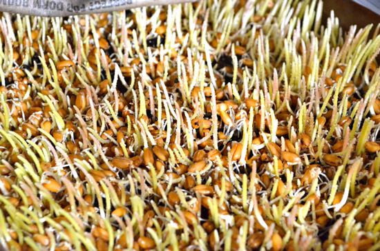 Pucuk pada hari ke-5