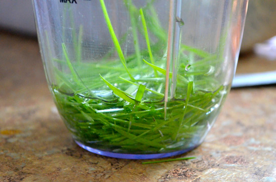 vitgrass