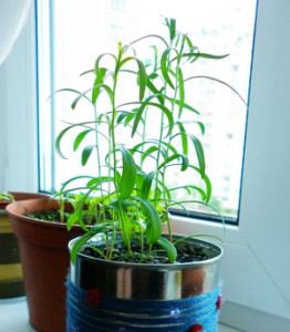 तारखुनको बिरुवा