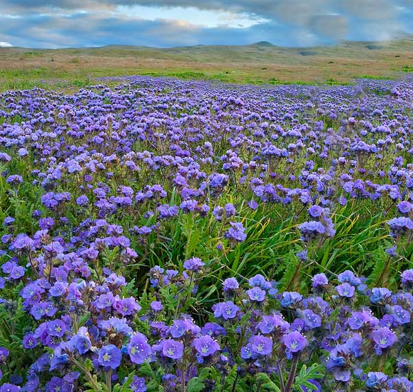 फासेलिया - छोटो वृद्धिकाल भएको साइडेरेट। फासेलिया