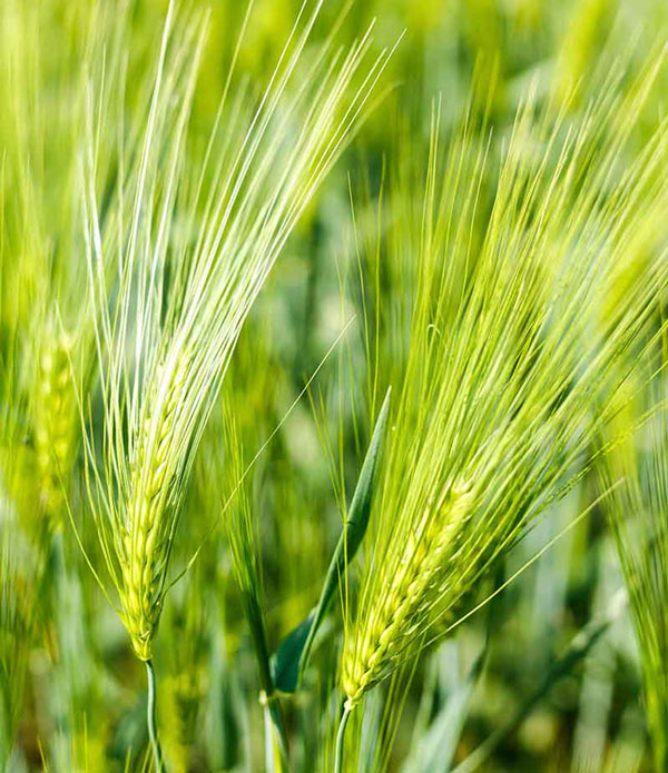 वसन्तमा जाडो गहुँ जाडो गहुँ