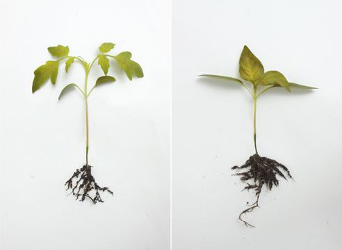 कलो खुट्टा नर्सरीमा