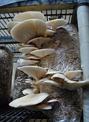 Paddenstoelen op het balkon