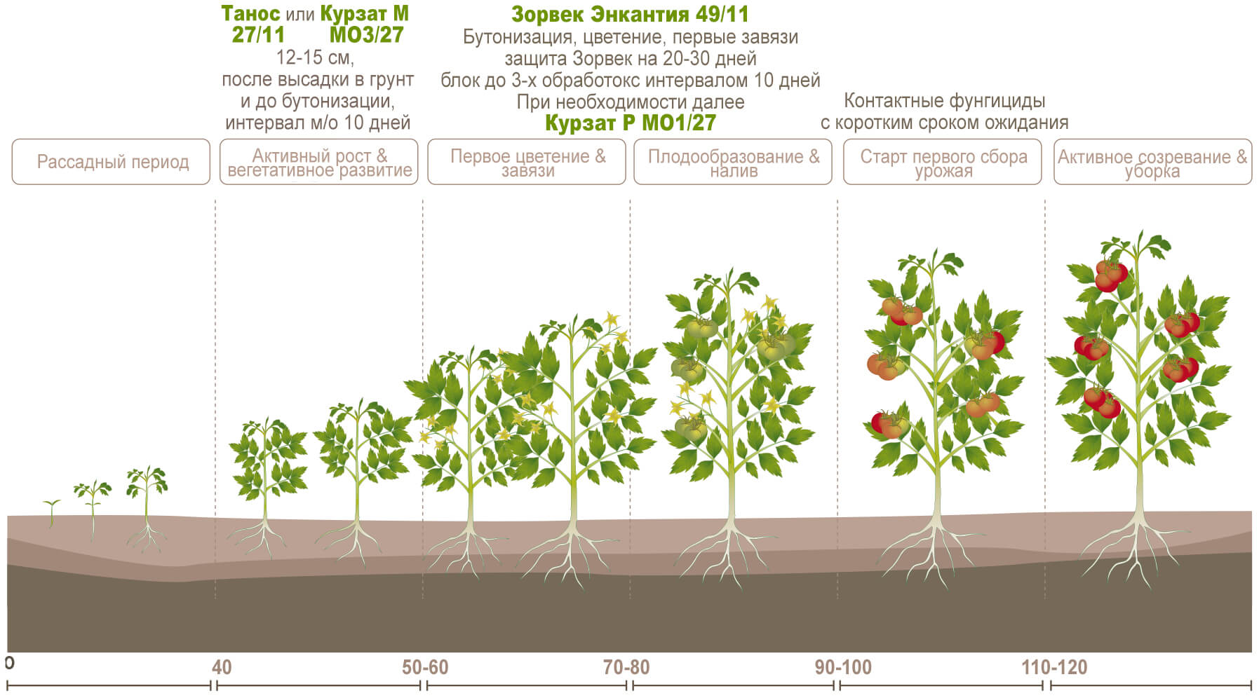 Tomatenbescherming van Corteva DuPont