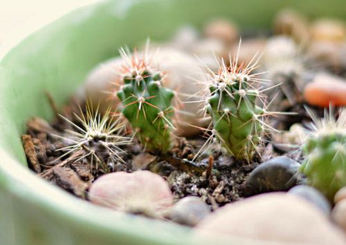 Cactussen uit zaden