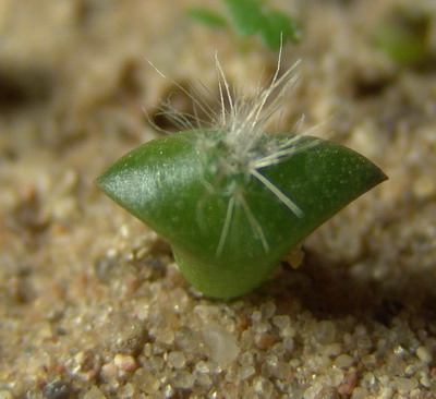 Spruit van een cactus