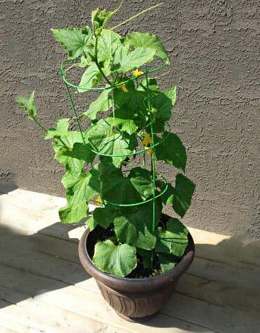 Komkommers in een container