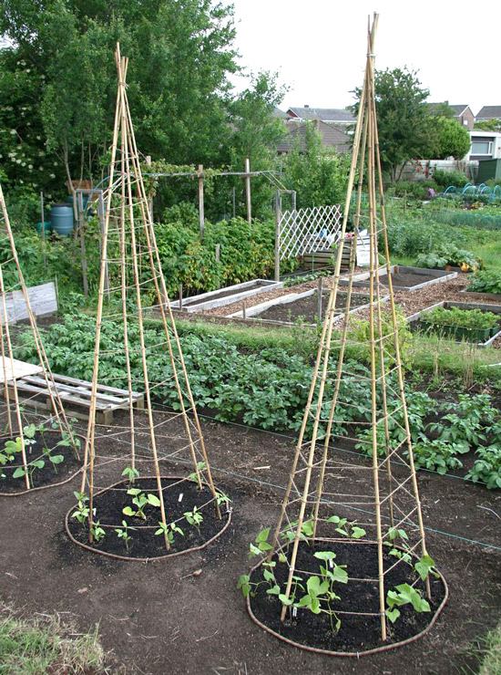 Komkommers ondersteunen