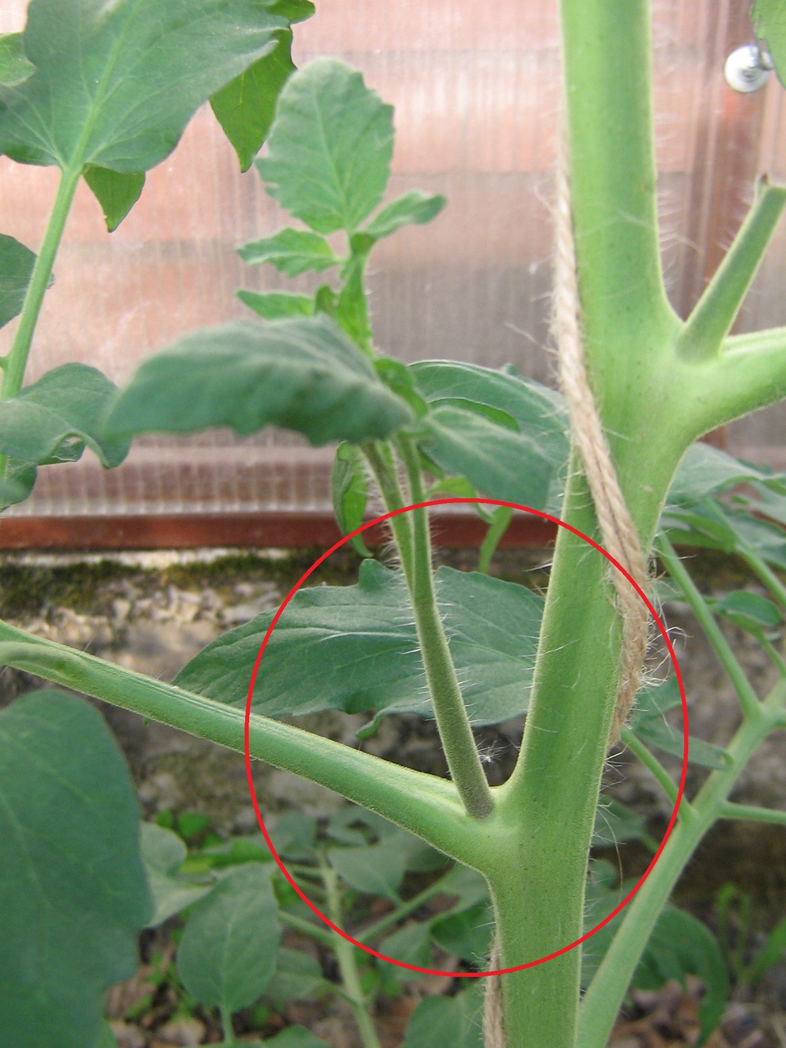 Zijscheuten verwijderen bij tomaten