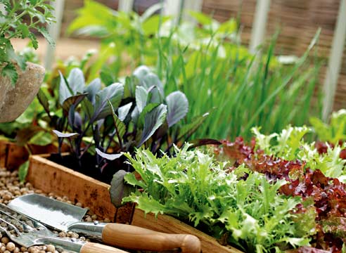 Soorten salades
