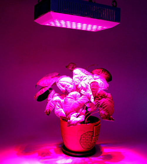 Ekstra belysning av planter med phytolamper