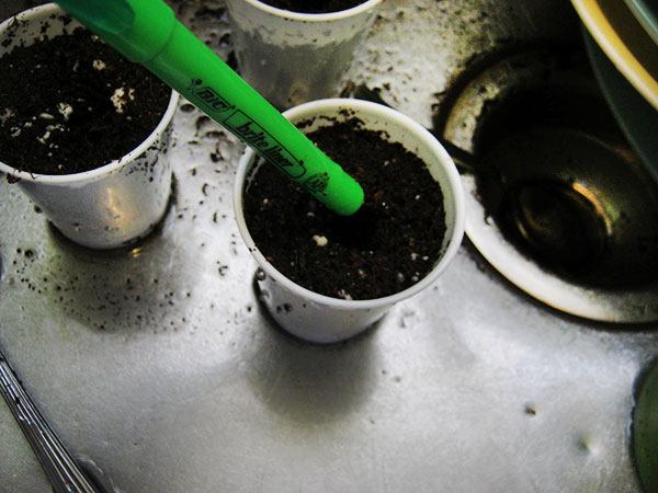 ukorzenianie z pomocą miodu