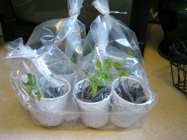 ukorzenianie sadzonek miodem