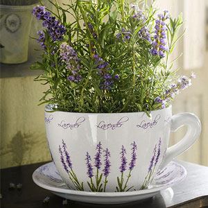 Lavanda em um vaso