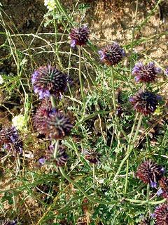 Sálvia espanhola florescendo chia