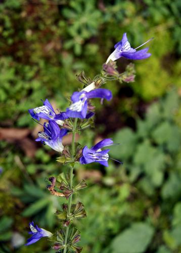 Sálvia forscpala florescendo