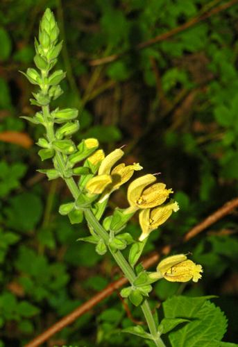 Sálvia glandulosa florescendo