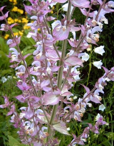 Sálvia muscat florescendo