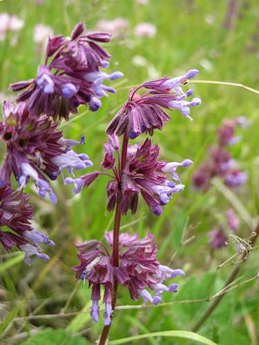 Sálvia whorled florescendo