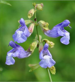 Sálvia desabrochada florescendo