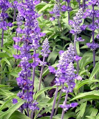 Sálvia síria florescendo