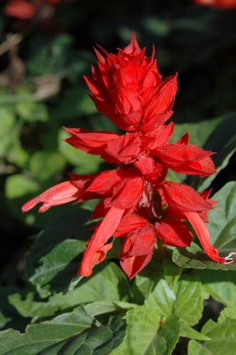 Sálvia brilhante florescendo