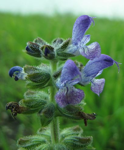 Sálvia verbena florescendo