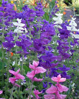 Sálvia verde florescendo