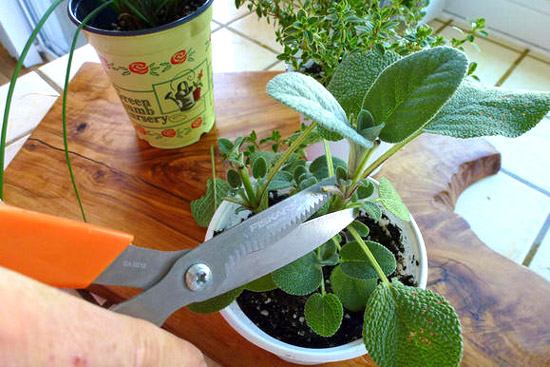 Poda da sálvia Sálvia na janela