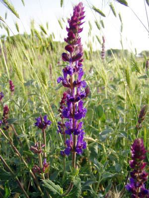 Sálvia comum florescendo