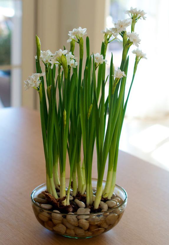 Narcisos de bulbo em vaso com água