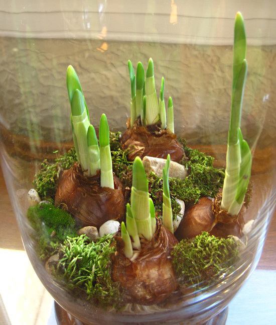 Cultivar bulbos de narcisos na água